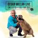 Entec shines a light on the ‘Dog Whisperer’ Cesar Millan